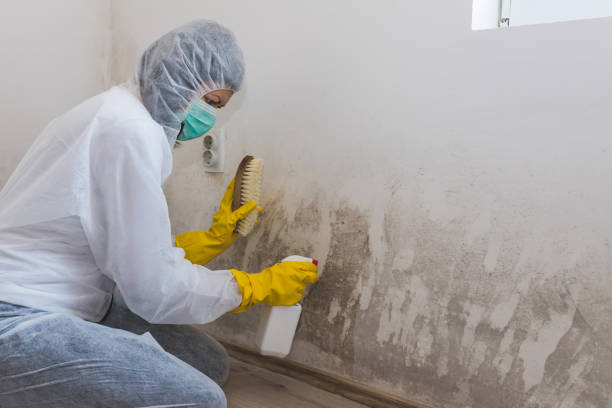 Biohazard Mold Removal in The Crossings, FL