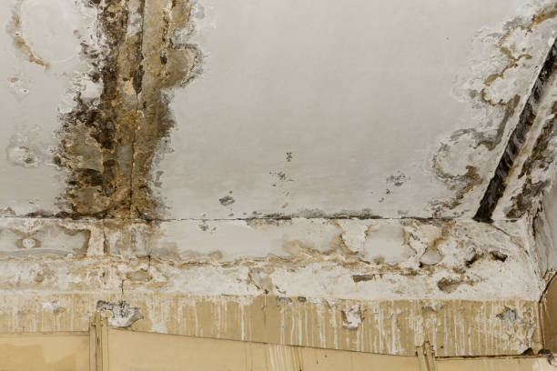 Trusted The Crossings, FL Mold Removal Experts