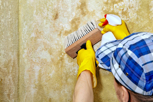 Mold Remediation for Vacation Homes