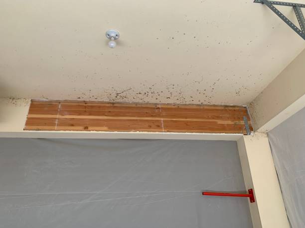 Best Comprehensive Air Testing for Mold Contaminants  in The Crossings, FL