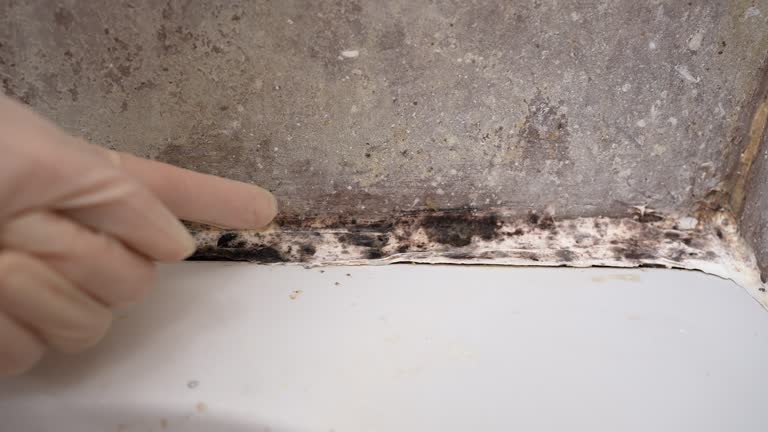 Best Commercial Mold Inspection  in The Crossings, FL